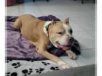 American Pit Bull Terrier Mix DOG FOR ADOPTION RGADN-1088935 - Reese - American