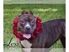 American Staffordshire Terrier Mix DOG FOR ADOPTION RGADN-1089012 - Lexi -