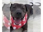 American Pit Bull Terrier DOG FOR ADOPTION RGADN-1089052 - APOLLO - Pit Bull