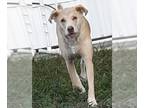Labrador Retriever Mix DOG FOR ADOPTION RGADN-1089197 - Ella - Labrador