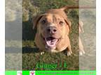 Labrador Retriever Mix DOG FOR ADOPTION RGADN-1089206 - Ginger - Labrador