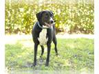 Labrador Retriever Mix DOG FOR ADOPTION RGADN-1089209 - LEO - Labrador Retriever
