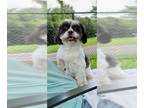 Shih Tzu DOG FOR ADOPTION RGADN-1089228 - Mochi Mae - Shih Tzu Dog For Adoption