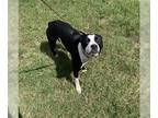 Boston Terrier-Staffordshire Bull Terrier Mix DOG FOR ADOPTION RGADN-1089325 -