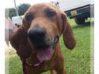 Bloodhound Mix DOG FOR ADOPTION RGADN-1089447 - HOWARD - Bloodhound / Mixed