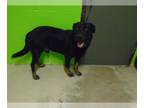 Rottweiler DOG FOR ADOPTION RGADN-1089458 - GATSBY - Rottweiler (medium coat)