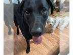 Labrottie DOG FOR ADOPTION RGADN-1089471 - Rex - Labrador Retriever / Rottweiler