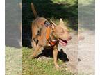 American Staffordshire Terrier Mix DOG FOR ADOPTION RGADN-1089552 - Jackson -