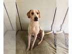 Beagle-Treeing Walker Coonhound Mix DOG FOR ADOPTION RGADN-1089553 - Yogi -