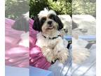 Shih Tzu DOG FOR ADOPTION RGADN-1089784 - Hugo - Shih Tzu Dog For Adoption