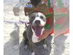 American Staffordshire Terrier-Boston Terrier Mix DOG FOR ADOPTION RGADN-1089922