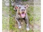 American Staffordshire Terrier DOG FOR ADOPTION RGADN-1089923 - KIRA - American
