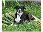 Lab-Pointer DOG FOR ADOPTION RGADN-1089970 - Lily Bahama Mama - Labrador