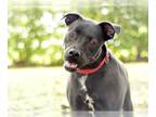 American Staffordshire Terrier Mix DOG FOR ADOPTION RGADN-1090049 - HARLEY -