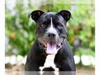 American Pit Bull Terrier Mix DOG FOR ADOPTION RGADN-1090230 - BUDDY - American