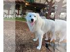 Great Pyrenees Mix DOG FOR ADOPTION RGADN-1090885 - Stella- Foster or Foster to