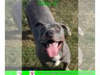 American Staffordshire Terrier Mix DOG FOR ADOPTION RGADN-1091365 - Hildy -