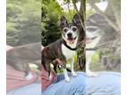 Brat DOG FOR ADOPTION RGADN-1091656 - Mimi Rose - Boston Terrier / Rat Terrier /