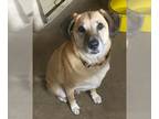Labrador Retriever Mix DOG FOR ADOPTION RGADN-1092252 - Oliver - Shepherd /