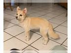 Pomeranian DOG FOR ADOPTION RGADN-1092429 - Z COURTESY LISTING: Princess -