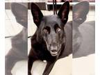 German Shepherd Dog DOG FOR ADOPTION RGADN-1092510 - Sofie - German Shepherd Dog