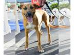 German Shepherd Dog-Rat Terrier Mix DOG FOR ADOPTION RGADN-1092516 - Grant -