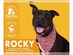 American Pit Bull Terrier Mix DOG FOR ADOPTION RGADN-1092835 - ROCKY - Pit Bull