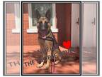 German Shepherd Dog DOG FOR ADOPTION RGADN-1092869 - Noelle - German Shepherd