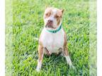 American Pit Bull Terrier DOG FOR ADOPTION RGADN-1093002 - Tandy - American Pit