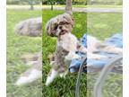 Shih Tzu DOG FOR ADOPTION RGADN-1093149 - Emil - Shih Tzu Dog For Adoption