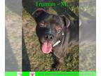 Boxer-Staffordshire Bull Terrier Mix DOG FOR ADOPTION RGADN-1093329 - Truman -