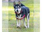 Huskies Mix DOG FOR ADOPTION RGADN-1093365 - Blake - Husky / Mixed (long coat)