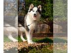 Siberian Husky DOG FOR ADOPTION RGADN-1087496 - Queen - Siberian Husky (long
