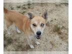 Siberian Husky Mix DOG FOR ADOPTION RGADN-1087621 - Rorie - Siberian Husky /