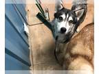 Alaskan Malamute DOG FOR ADOPTION RGADN-1087711 - Annalise - Alaskan Malamute /