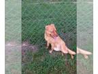 Labrador Retriever Mix DOG FOR ADOPTION RGADN-1087886 - Bear - Labrador