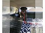 Catahoula Leopard Dog Mix DOG FOR ADOPTION RGADN-1088752 - Annabelle - Catahoula
