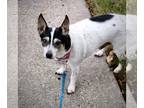 Rat Terrier DOG FOR ADOPTION RGADN-1089584 - Eddie (GA) - Rat Terrier (short