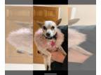 Rat Terrier Mix DOG FOR ADOPTION RGADN-1089594 - Gloria (LA) - Rat Terrier /