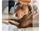 Labrador Retriever Mix DOG FOR ADOPTION RGADN-1090902 - Sadie - Labrador