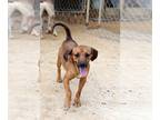 Beagle Mix DOG FOR ADOPTION RGADN-1091427 - Roscoe - Beagle / Terrier / Mixed