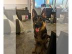 German Shepherd Dog DOG FOR ADOPTION RGADN-1092989 - Angelique - German Shepherd