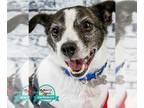 Jack Russell Terrier Mix DOG FOR ADOPTION RGADN-1093012 - Nitro - Jack Russell