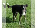 Border Collie Mix DOG FOR ADOPTION RGADN-1087363 - Bear - Border Collie / Mixed