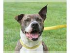 American Staffordshire Terrier Mix DOG FOR ADOPTION RGADN-1087374 - Patsy -