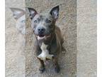 American Pit Bull Terrier Mix DOG FOR ADOPTION RGADN-1087570 - Bella Blue -