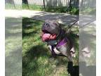 American Pit Bull Terrier Mix DOG FOR ADOPTION RGADN-1088314 - Turducken - Pit