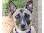 Akita-German Shepherd Dog Mix DOG FOR ADOPTION RGADN-1088319 - Yale - German