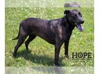 Labrador Retriever Mix DOG FOR ADOPTION RGADN-1088597 - Hazel Grace - Labrador