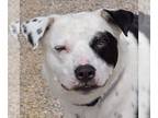 American Staffordshire Terrier-Border Collie Mix DOG FOR ADOPTION RGADN-1088692